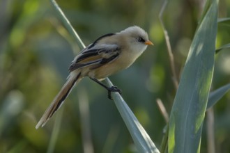 Bearded Tit (Panurus biarmicus), 1 female in backlight, on reed stalk, Danube Delta, Romania,