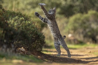 Lynx pardinus, young male, playing with rat, prey, La Mancha, Spain, Europe