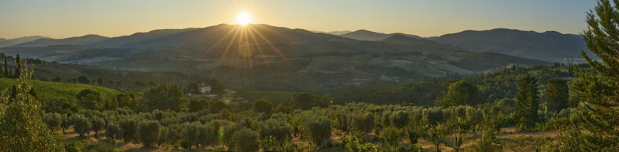 Tuscan landscape at sunrise, country estate with vineyards, forests amd olive trees in Chianti,