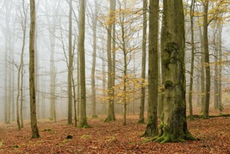 Beech forest, beech trees (fagus) with last yellow leaves in autumn, bare trees and fog,