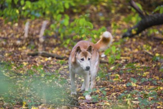 One New Guinea singing dog or New Guinea Highland dog (Canis hallstromi) (Canis dingo hallstromi,