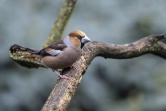 Hawfinch (Coccothraustes coccothraustes), Emsland, Lower Saxony, Germany, Europe