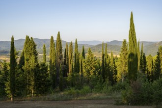 Tuscan landscape, country estate with, cypress trees in Chianti, Chianti Region, Tuscany, Italy,