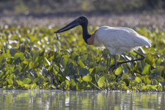 Jabiru (Jabiru mycteria), with small fish, Pantanal, Brazil, South America