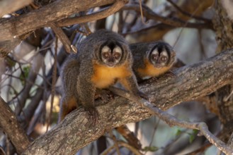 Azaras night monkey (Aotus azarae), 2 specimens, in a tree, Pantanal, Brazil, South America