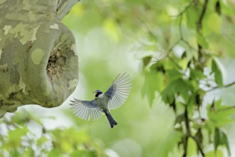 Blue tit (Parus caeruleus), approaching the breeding den, Canton Zug, Switzerland, Europe