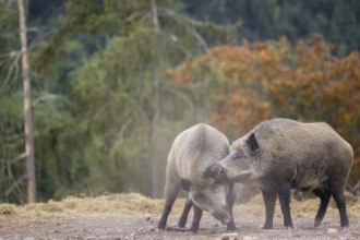 Two adult male wild boars (Sus scrofa) fight in a dry clearing. A forest in autumn leaves can be