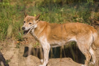 One New Guinea singing dog or New Guinea Highland dog (Canis hallstromi) (Canis dingo hallstromi,