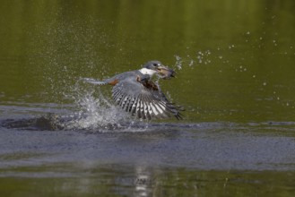 Red-breasted Kingfisher (Megaceryle torquata), flying with caught fish, Rio Claro, Pantanal,