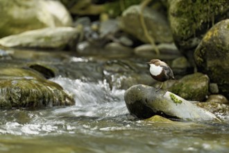 White-throated Dipper (Cinclus cinclus), standing on a stone, Canton Zurich, Switzerland, Europe