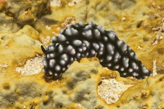 Pustular warty snail (Phyllidiella pustulosa) Warty snail crawls over small polyped stony coral