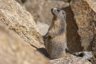 An alpine marmot (Marmota marmota) stands on a rock. The animal is brown and grey. Aosta, Gran