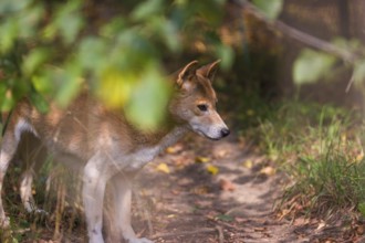 One New Guinea singing dog or New Guinea Highland dog (Canis hallstromi) (Canis dingo hallstromi,