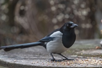 Magpie (Pica pica) fetching food from a patio table, Bavaria, Germany, Europe