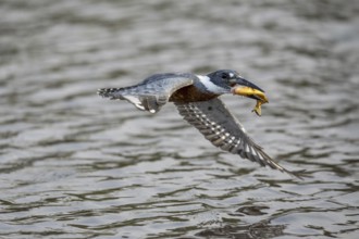 Red-breasted Kingfisher (Megaceryle torquata), flying with caught fish, Rio Claro, Pantanal,