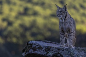 Lynx pardinus, male, standing on stone, background far away, Sierra de Andujar, Andalusia, Spain,