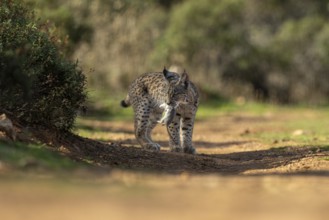 Lynx pardinus, young male, with rat in mouth, prey, La Mancha, Spain, Europe