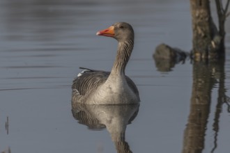 Greylag goose (Anser anser) swimming on a pond in a nature reserve. Lower Rhine, Alsace, France,