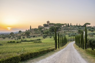 Road leading to the Palazzo massaini at sunset, Unesco world heritage site Val d´Orcia, Italy,