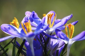 Crocuses, February, Germany, Europe