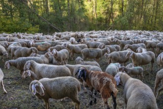 A herd of Merinoland sheep in a fenced pasture, Thuisbrunn, Upper Franconia, Bavaria, Germany,