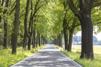 Oak avenue between Uhyst (Spree) and Mönau, Upper Lusatia, Saxony, Germany, Europe