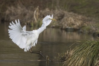 An egret (Ardea alba) approaching a grassy bank, Hesse, Germany, Europe