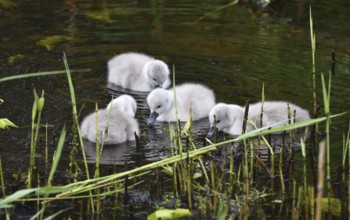 Mute swan, (Cygnus olor) Swan babies swimming in the lake