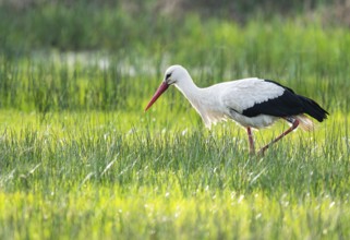 White stork (Ciconia ciconia) foraging in a meadow, spider threads on the grass, Lower Saxony,