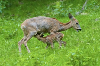 Roe deer (Capreolus capreolus), doe suckling a fawn in a meadow, Germany, Europe