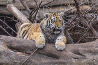 One young Siberian Tiger, Panthera tigris altaica resting on a log and chewing bored on a twig