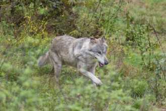 An adult grey wolf (Canis lupus lupus) runs through the dense undergrowth at the edge of the forest