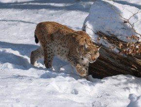 Lynx (Lynx lynx), running through snow, Germany, Europe