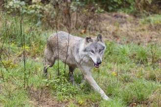 An adult grey wolf (Canis lupus lupus) runs through the dense undergrowth at the edge of the forest