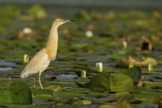 Squacco heron (Ardeola ralloides), on water lily pads, Danube Delta, Romania, Europe