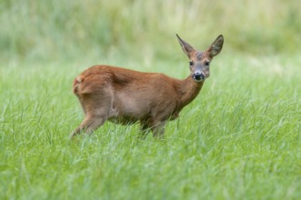 Roe deer (Capreolus capreolus), doe standing in a meadow and looking attentively, Germany, Europe