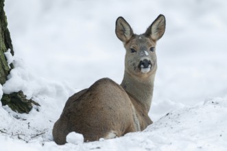 Roe deer (Capreolus capreolus), doe with winter coat lying in the snow in winter and looking