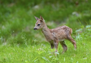 Roe deer (Capreolus capreolus), fawn standing in a meadow and looking attentively, Germany, Europe