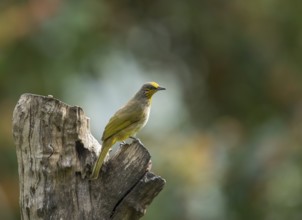 Striped-throated bulbul (Pycnonotus finlaysoni), Phetchaburi, Kaeng Krachan National Park,