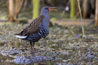 Water rail (Rallus aquaticus), mating call, Danube Delta, Romania, Europe