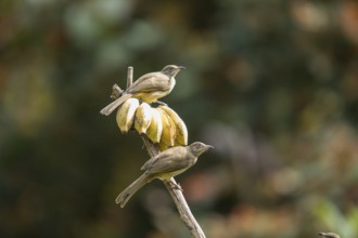 Striped-throated bulbul (Pycnonotus finlaysoni), Phetchaburi, Kaeng Krachan National Park,