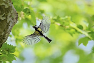 Great tit (Parus major), with food in its beak approaching the breeding den, Canton Zug,