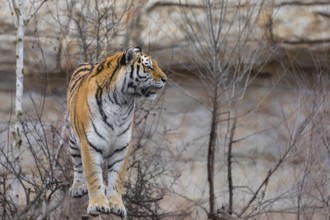 Female adult Siberian Tiger, Panthera tigris altaica, standing on a log, portrait, looking to