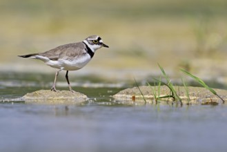 Little Ringed Plover (Charadrius dubius), standing in silt, Aue nature reserve, Reussegg, Sins,