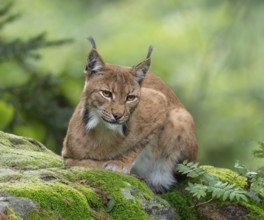 Eurasian lynx (Lynx lynx) lying on a moss-covered rock in the forest and looking attentively,