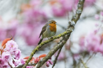 Robin (Erithacus rubecula), adult male perched on branch of a flowering cherry tree, singing during