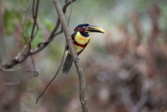 Brown-eared Aracari (Pteroglossus castanotis), on branch, Pantanal, Brazil, South America