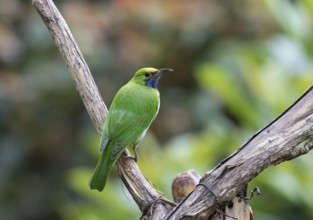 Golden-fronted Leafbird (Chloropsis aurifrons), Kaeng Krachan National Park, Thailand, Asia