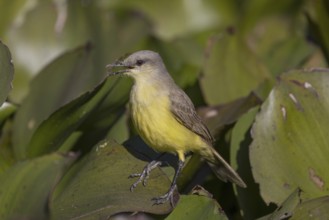 Grassland tyrant (Machetornis rixosa), on water hyacinths, Pantanal, Brazil, South America