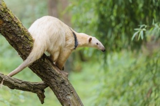 A Southern Tamandua (Tamandua tetradactyla) sits on a leaning tree in a forest and observes its